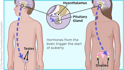 Hormones from the brain trigger the start of puberty.