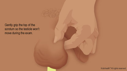 One hand gripping the top of the scrotum between the thumb and first finger.