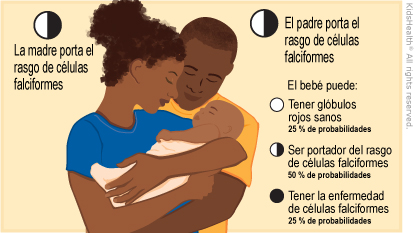 La madre porta el rasgo de celulas falciformes. El padre porta el rasgo de celulas falciformes. El bebe puede: Tener globulos rojos sanos 25% de probabilidades. Ser portador del rasgo de celulas falciformes, 50% de probabilidades. Tener la enfermedad de celulas falciformes, 25% de probabilidades.